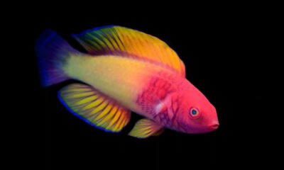 Pez arcoíris: descubren a pez que nace hembra y se convierte en macho