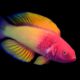 Pez arcoíris: descubren a pez que nace hembra y se convierte en macho